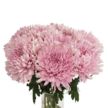 Football Mum Lavender Pink Flower