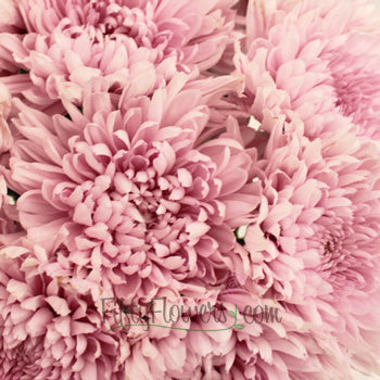 Football Mum Lavender Pink Flower