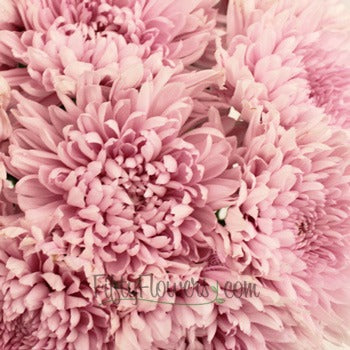 Fresh Cut Mother\'s Day Football Mum Lavender Pink
