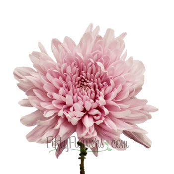 Football Mum Lavender Pink Flower