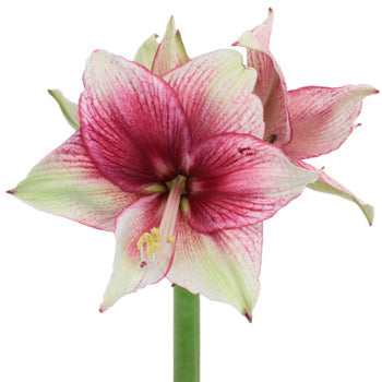 Raspberry Dipped Amaryllis