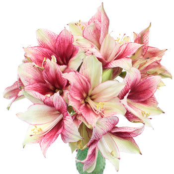 Raspberry Dipped Amaryllis