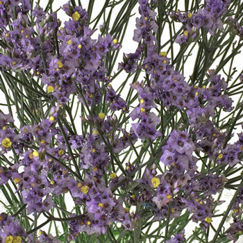 Lavender Limonium Airbrushed Filler Flowers
