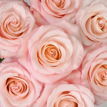 Cupcake Frosting Rose