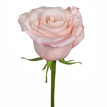Cupcake Frosting Rose