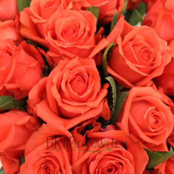 Rock Star Orange Rose