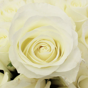 Ready To Go Wholesale Centerpieces Card