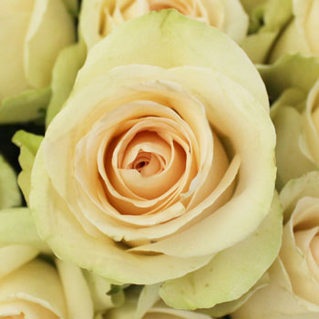 Clear Ocean Peachy Cream Rose