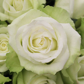 High and Peace Pale Green Rose