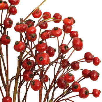 Wedding greenery red rose hips filler flowers sold near me
