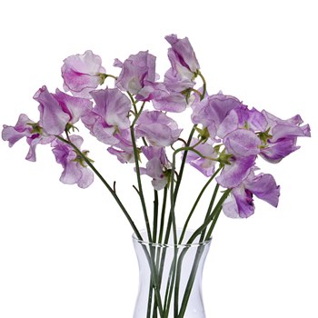 Soft Magenta Designer Japanese Sweet Peas