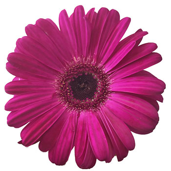 Roseberry Pink Gerbera Daisy