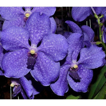 Vanda Orchids Royal Blue