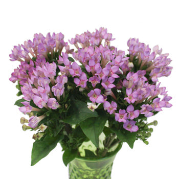 Bouvardia Lavender Flower