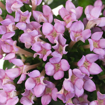 Bouvardia Lavender Flower