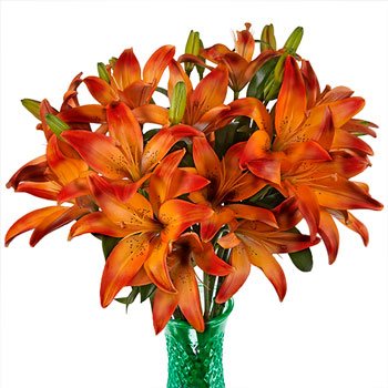 Blaze Orange Asiatic Lily