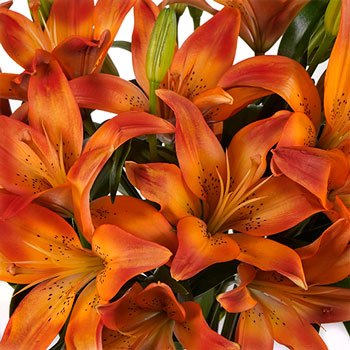 Blaze Orange Asiatic Lily