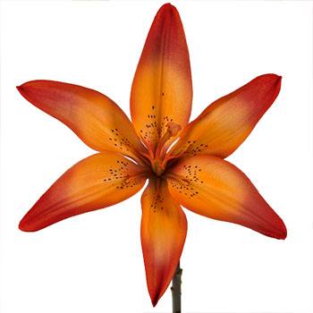 Blaze Orange Asiatic Lily
