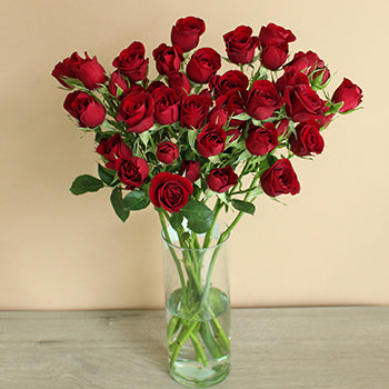 Dark Red Fresh Spray Roses