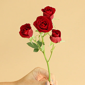 Dark Red Fresh Spray Roses