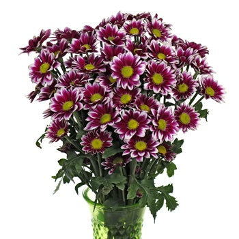 Jazz City Micro Daisy Flower