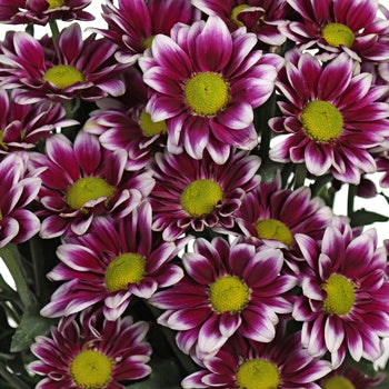 Jazz City Micro Daisy Flower