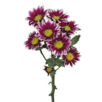 Jazz City Micro Daisy Flower