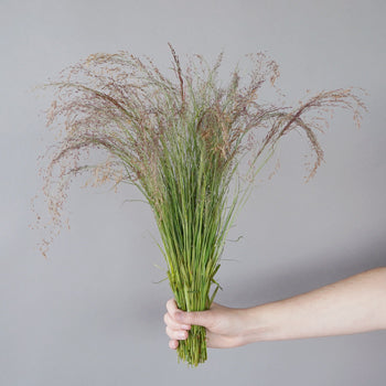 Ruby Silk Love Grass