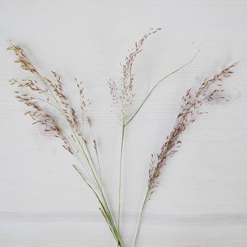 Ruby Silk Love Grass