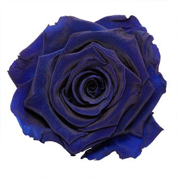 Preserved Simple Blue Rose