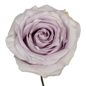 Whispers of Lavender Rose