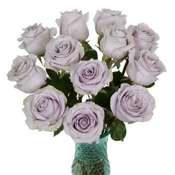 Whispers of Lavender Rose