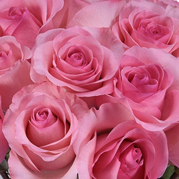 Epic Wholesale Rose