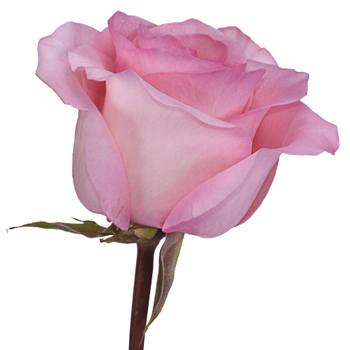 Epic Wholesale Rose