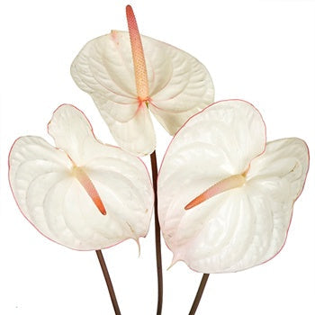 Anthurium Fair Maiden Tropical Flower