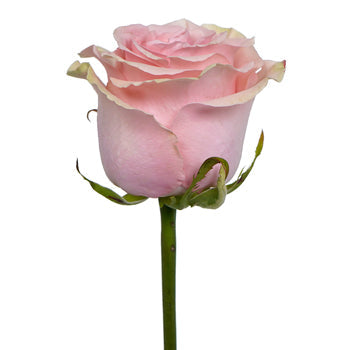 Paris Pink Rose