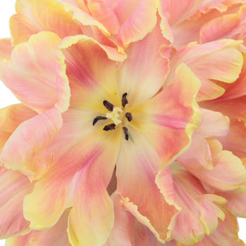 Salmon Parrot Novelty Tulips