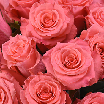 Valentine's Salmon Pink Rose Special