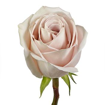 Blushing Beige Rose