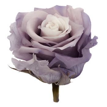 Preserved Sangay Rose