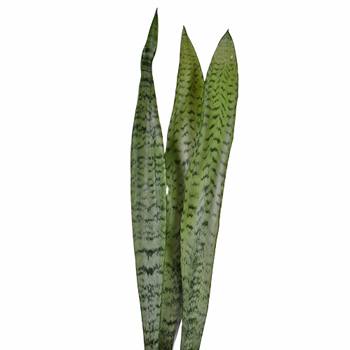 Sanseveria Tropical Greens