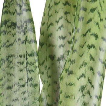 Sanseveria Tropical Greens