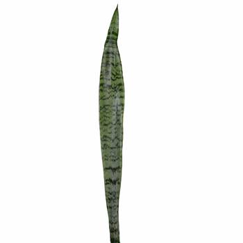 Sanseveria Tropical Greens