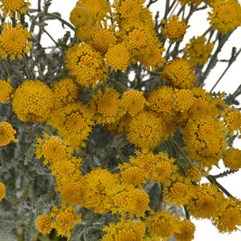 Santolina Herb Filler Flower