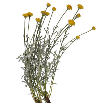 Santolina Herb Filler Flower