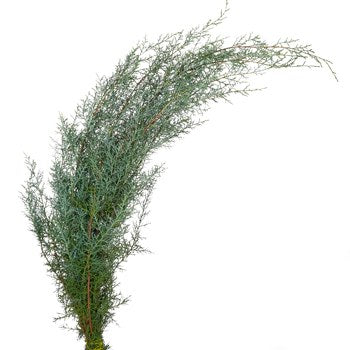 Carolina Sapphire Cypress Greenery