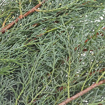 Carolina Sapphire Cypress Greenery