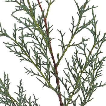 Carolina Sapphire Cypress Greenery