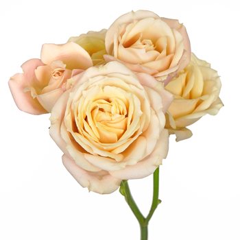Sahara Spray Rose