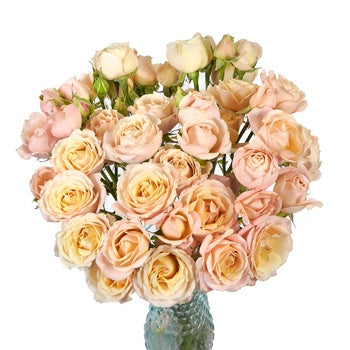 Sahara Spray Rose